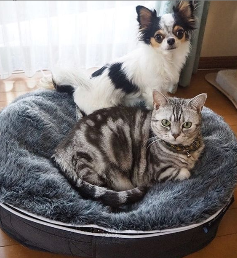 self isolation & our pets. caring for dogs & cats during this coronavirus crisis ... or do they care for us?