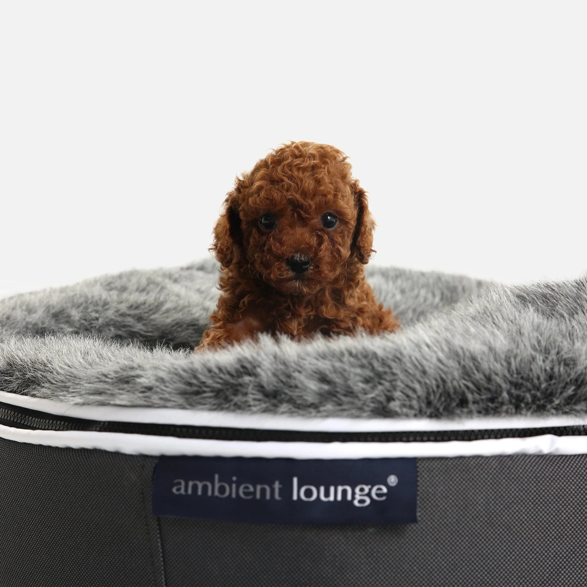 Small Luxury Dog Beds
