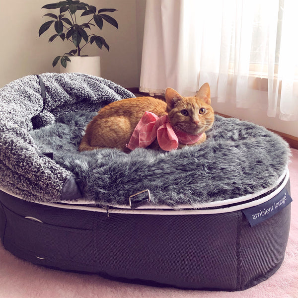 Katzenbett mit Kapuze