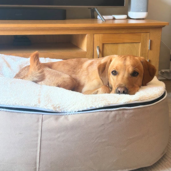 Large Luxury Dog Bed - Interior/Outdoor
