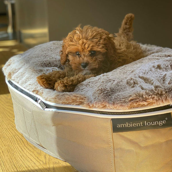 (S) Premium Indoor/Outdoor Dog Bed (Cappuccino)