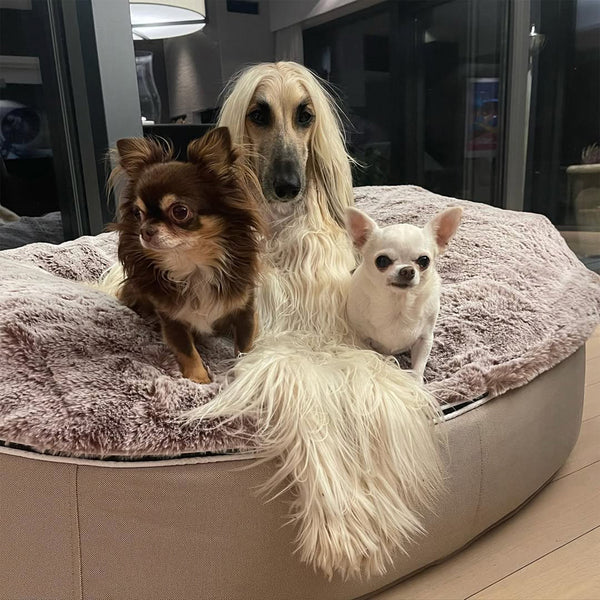 XXL Luxury Dog Bed - Interior/Outdoor