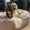 XXL Luxury Dog Bed - Interior/Outdoor