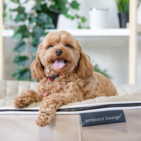 Hundebett aus mittelfestem Schaumstoff – für drinnen und draußen