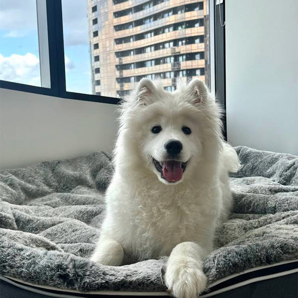 XXL Rebound Foam Mattress Dog Bed - Interior/Outdoor