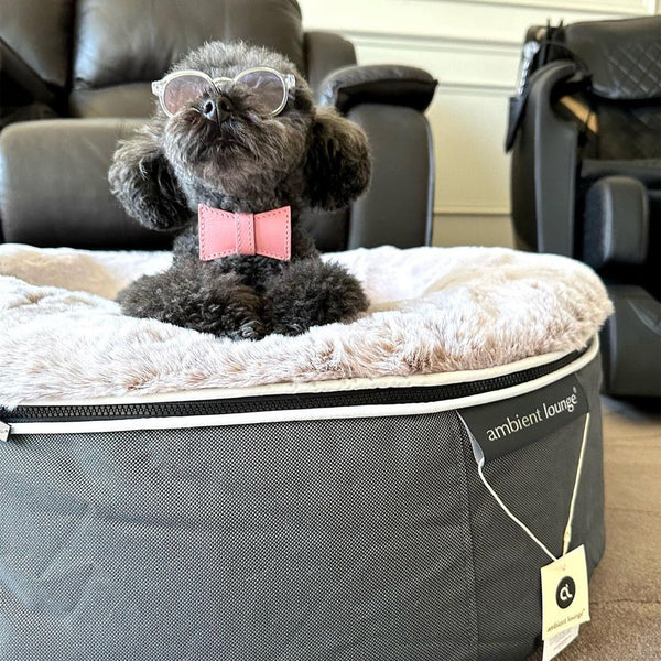 Hundebett aus mittelfestem Schaumstoff – für drinnen und draußen